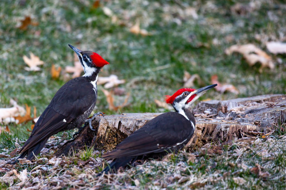 Dryocopus pileatus