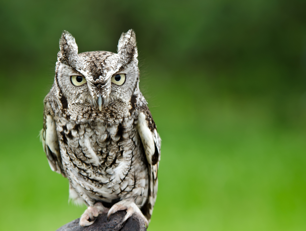 Eastern Screech Owl – Megascops asio