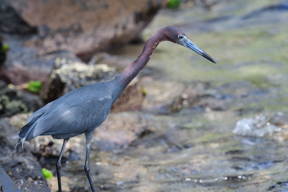 Little blue heron (Egretta caerulea)