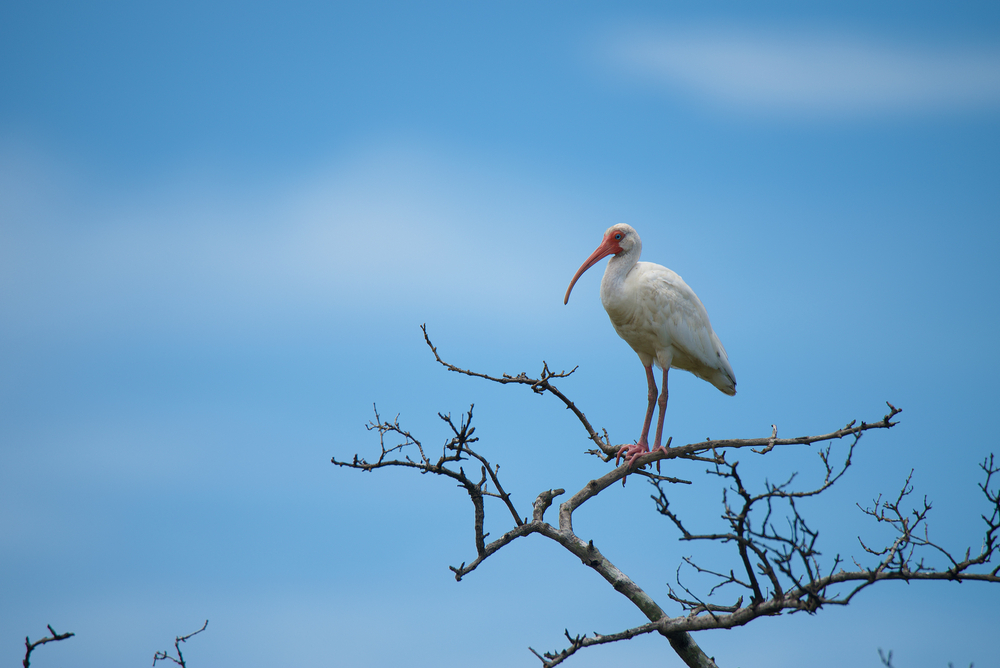 Eudocimus albus ibis