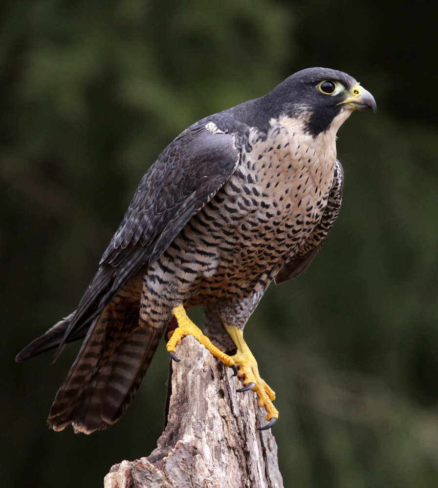 Peregrine Falcon