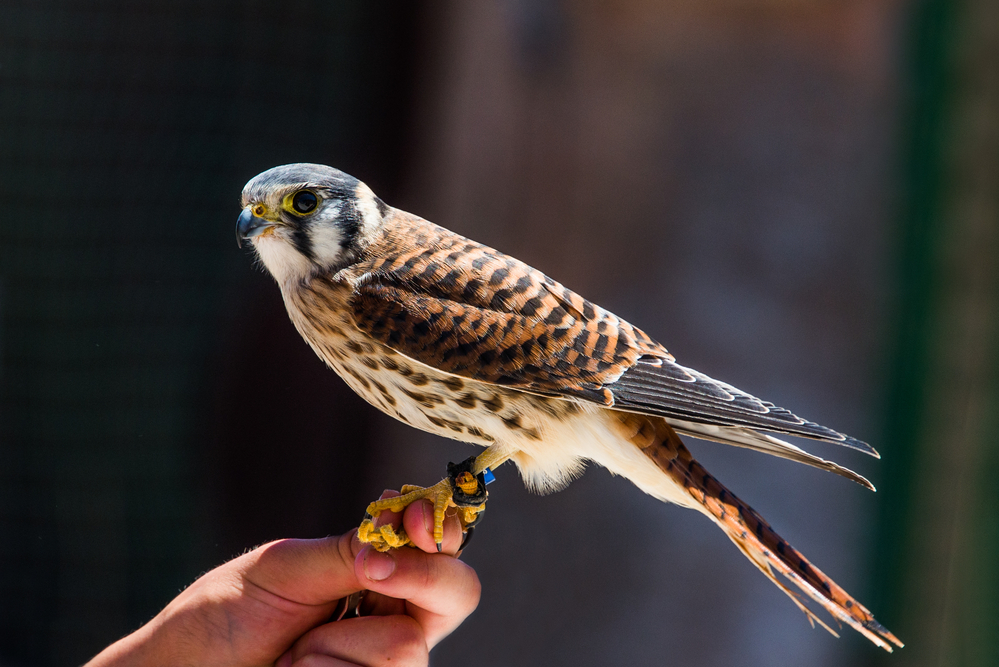 florida birds of prey