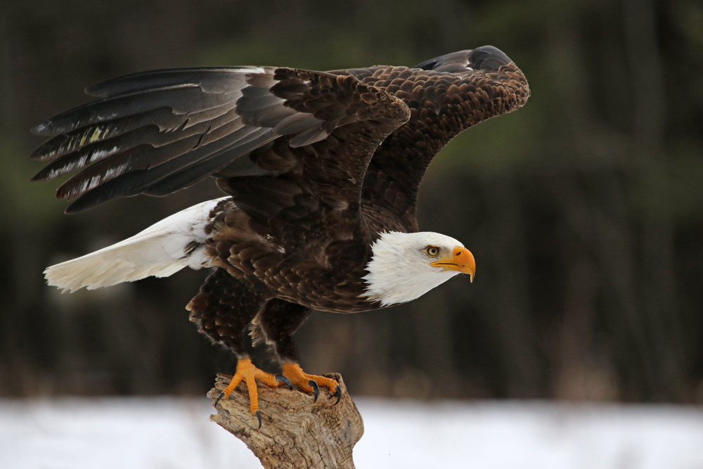 bald Eagle (Haliaeetus leucocephalus)