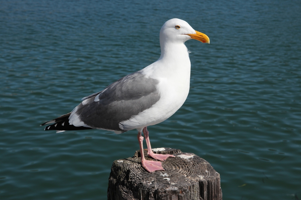 Herring gull