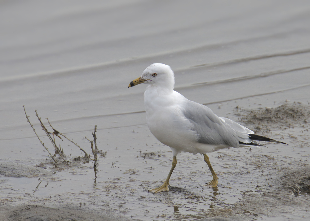 16-types-of-florida-beach-birds-with-pictures-birdwatching-tips