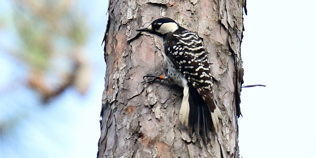 Leuconotopicus borealis