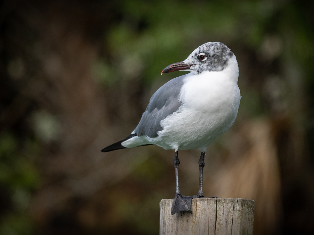 Laughing gull posing