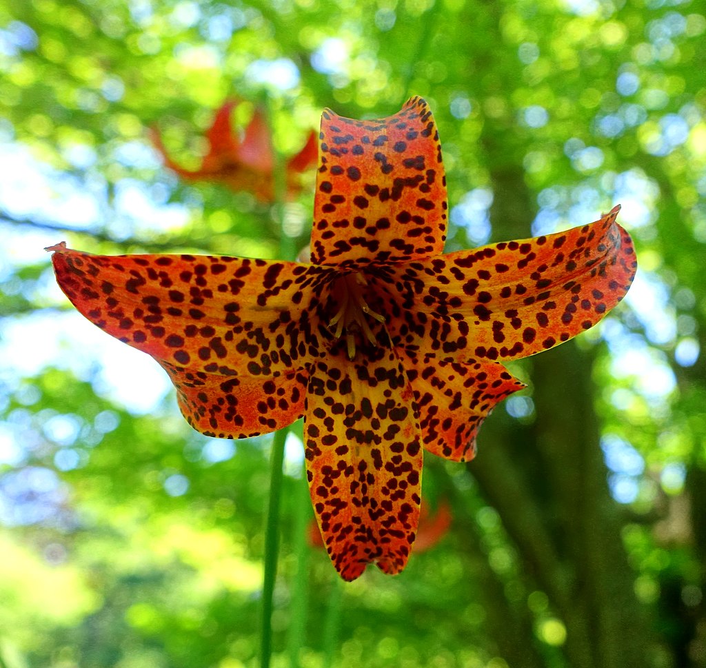 Lilium canadense