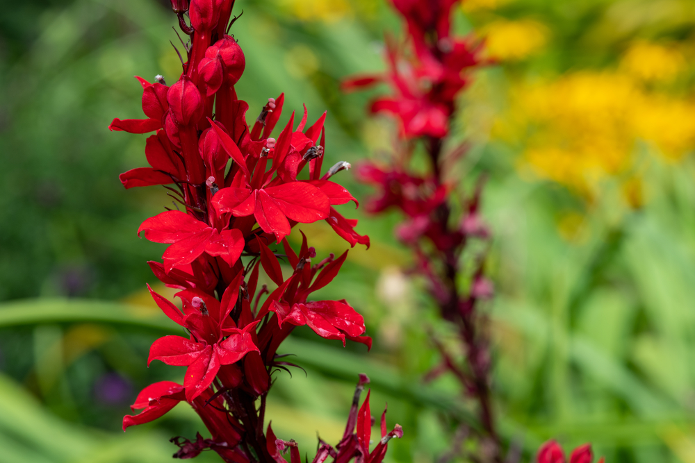 Cardinal flower (lobelia cardinalis) flower