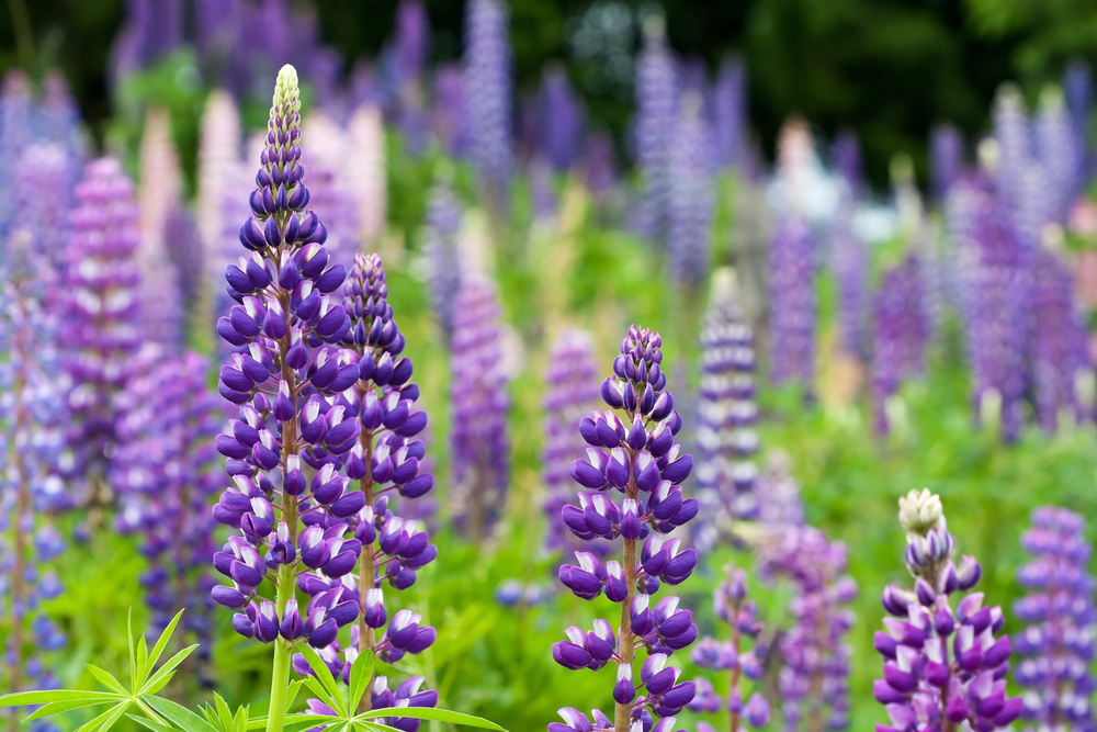 Lupine flower