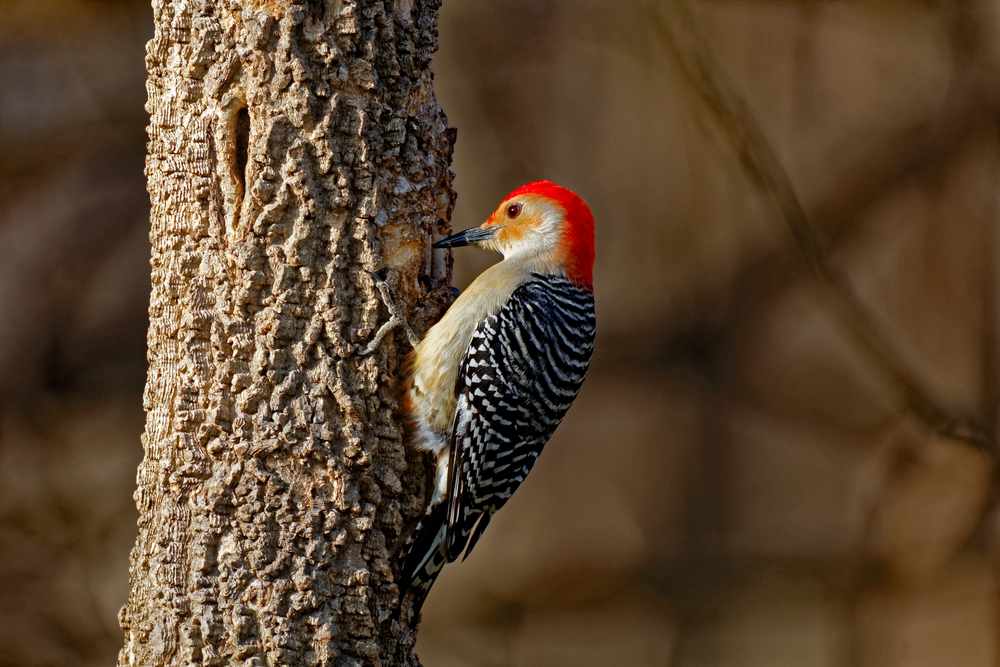 Melanerpes carolinus red bellied woodpecker