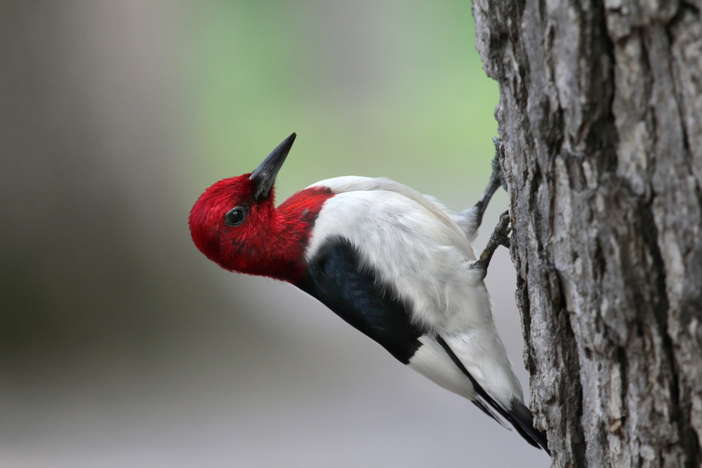 Red-headed woodpecker clinging to a tree trunk