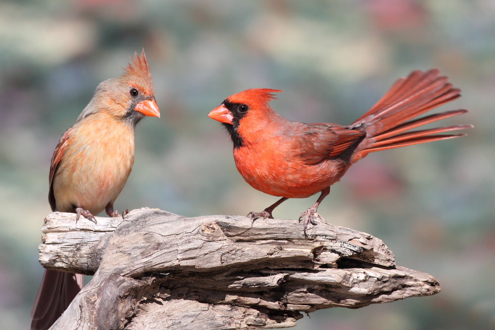 Pair of Northern Cardinals (cardinalis)