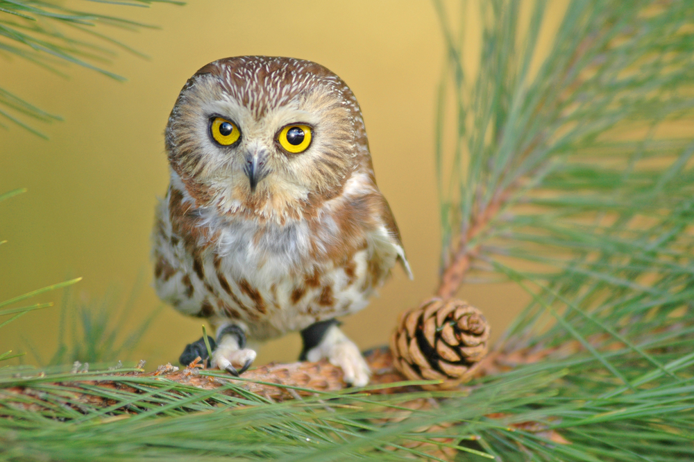 Northern Saw-whet Owl (Aegolius acadicus)