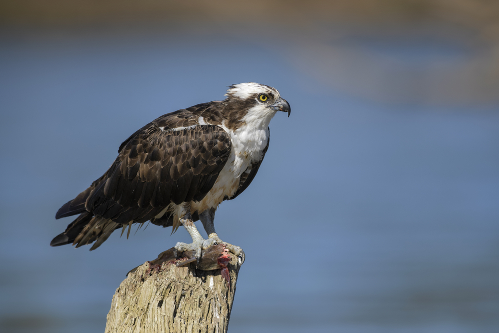 Pandion haliaetus