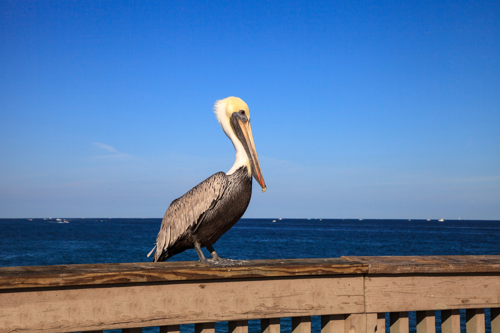 16 Types of Florida Beach Birds (With Pictures) - Birdwatching Tips