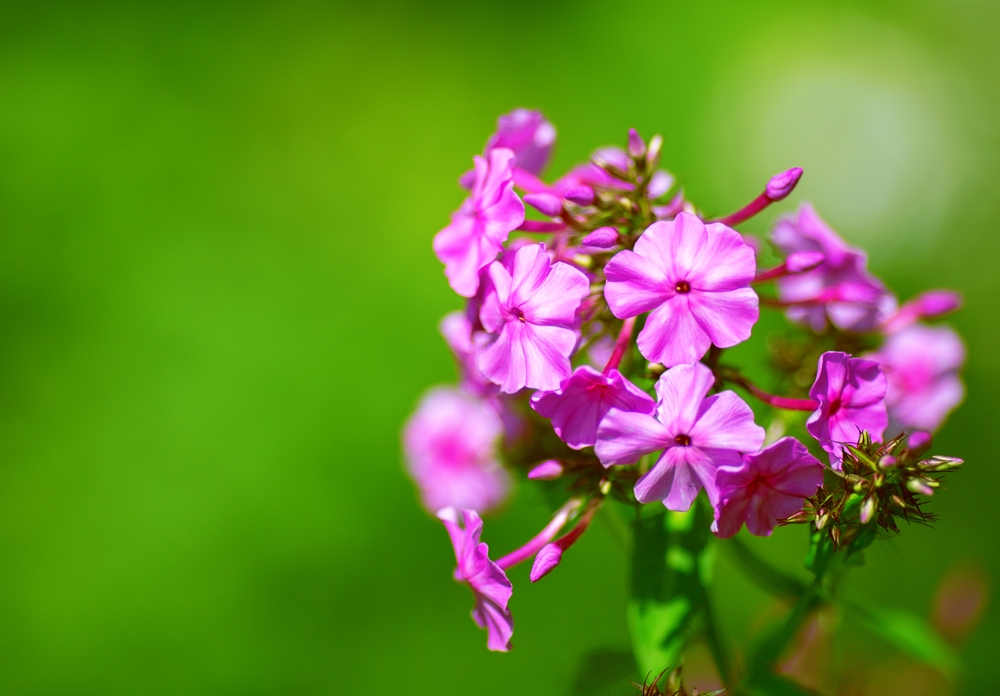 phlox flower