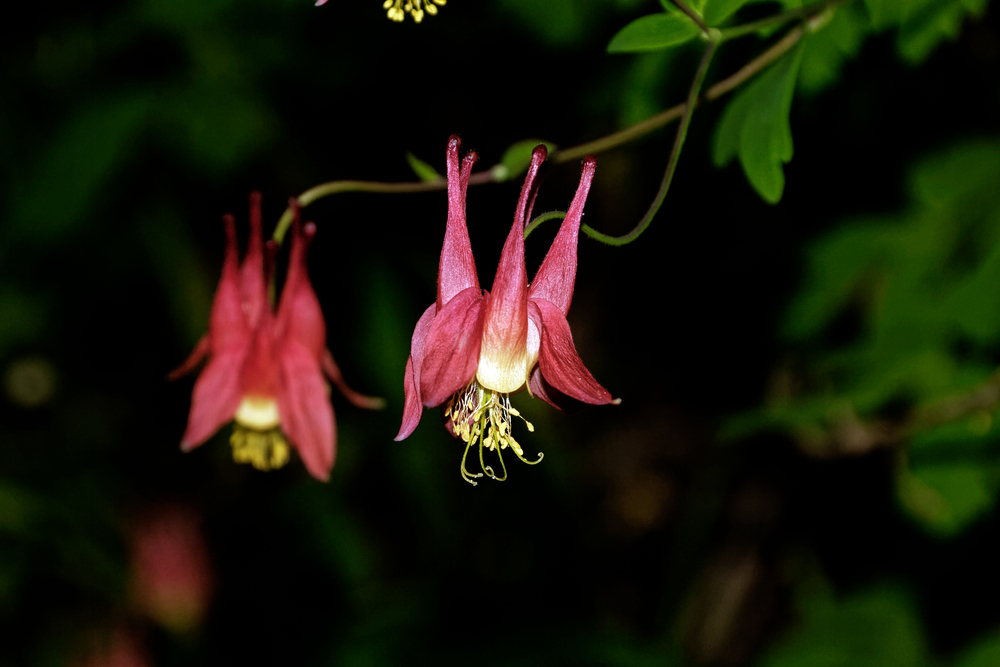 Red Columbine