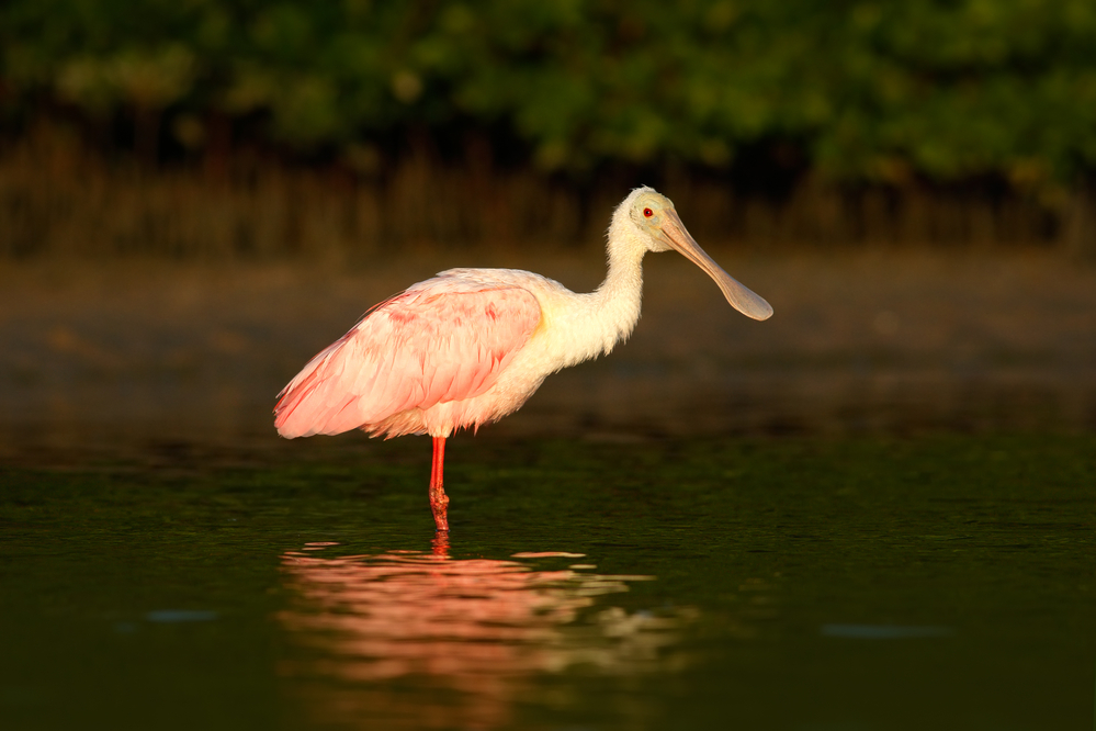 Spoonbill bird