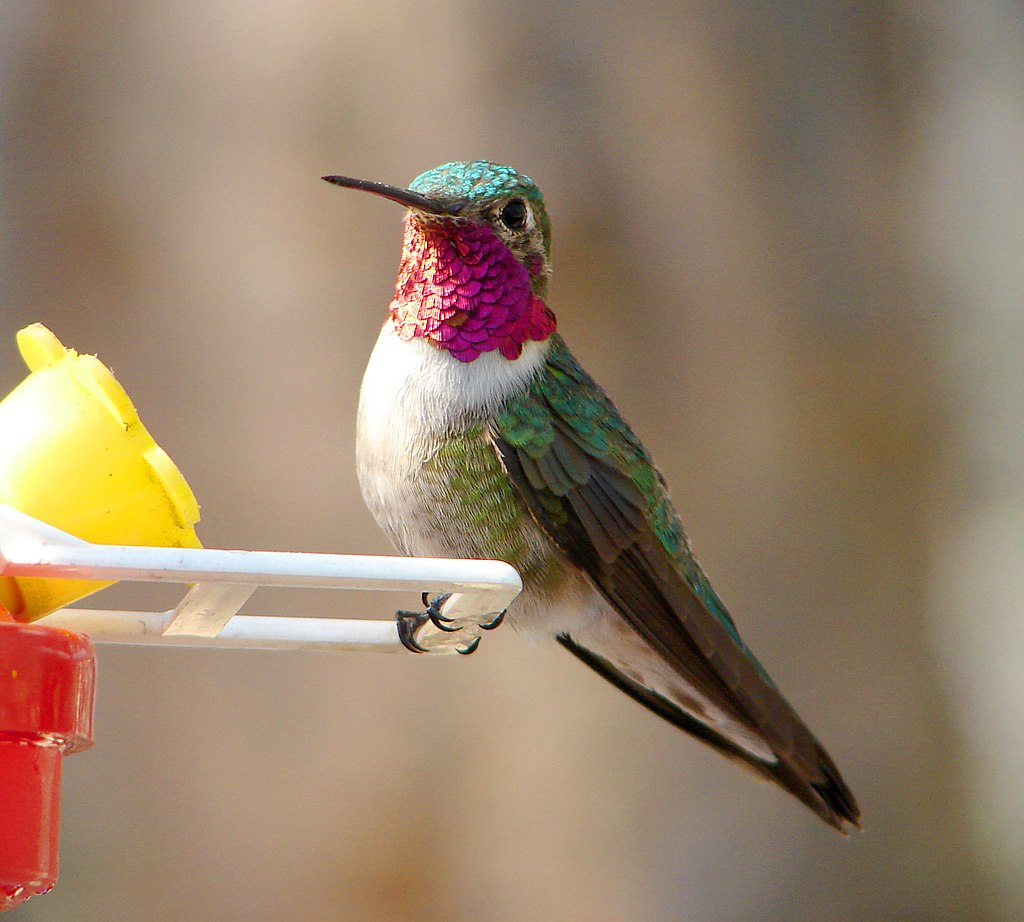 13 Types of Hummingbirds in Florida - Birdwatching Tips