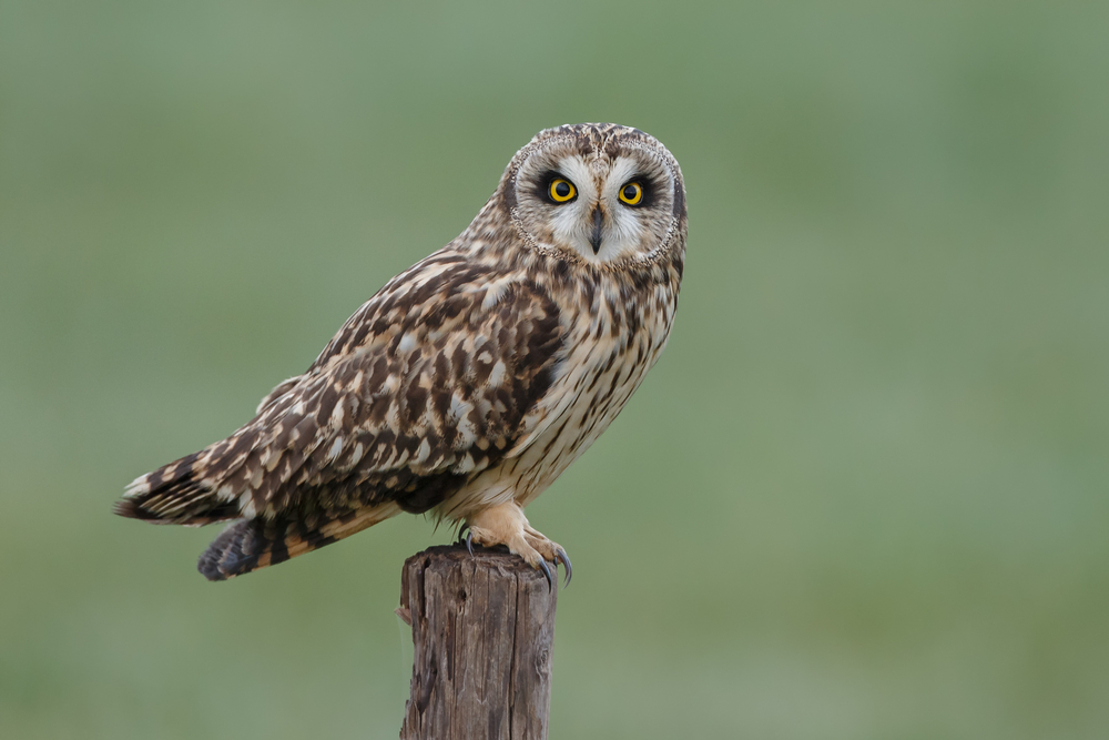 Short-Eared Owl - Asio flammeus