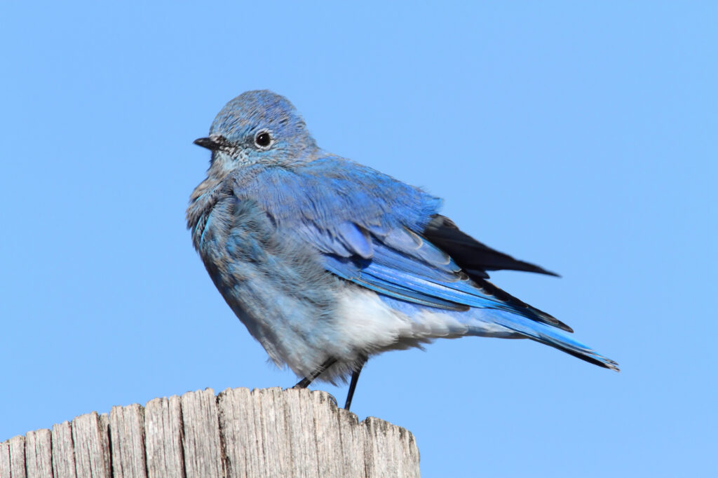 Male Mountain Bluebird (Sialia currucoides)