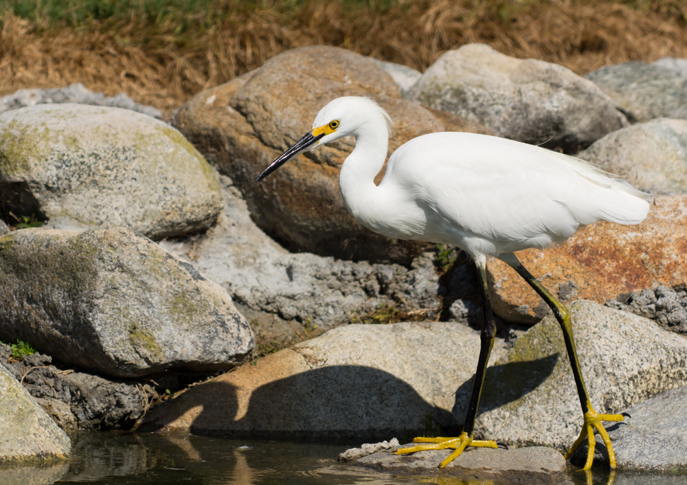 Snowy Egret