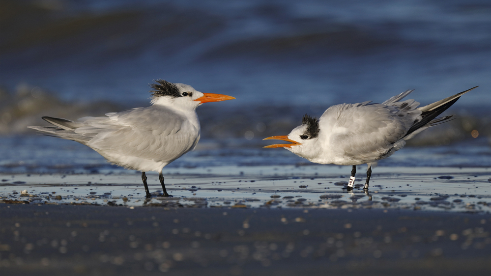 Royal Terns (Thalasseus maximus)