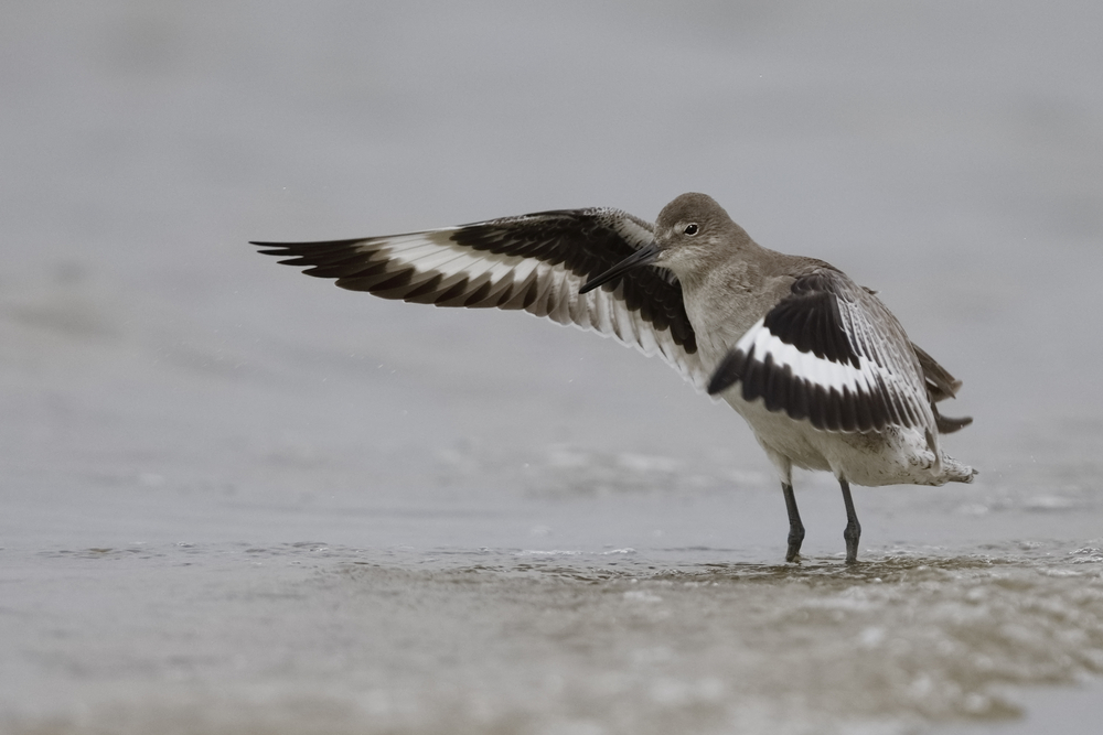 Willet (Tringa semipalmata)