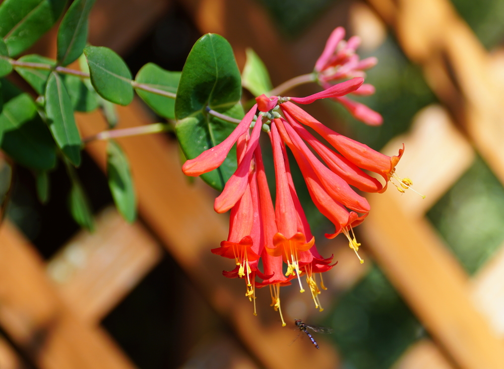 Trumpet Honeysuckle vine flowers