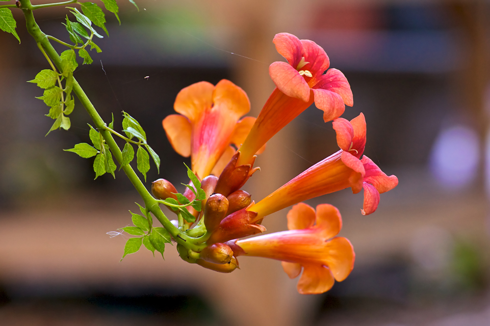 Trumpet Vine