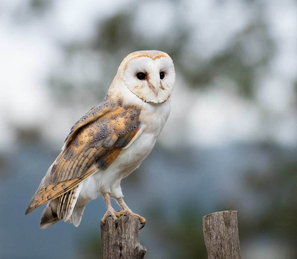 Barn Owl perches on a fence post