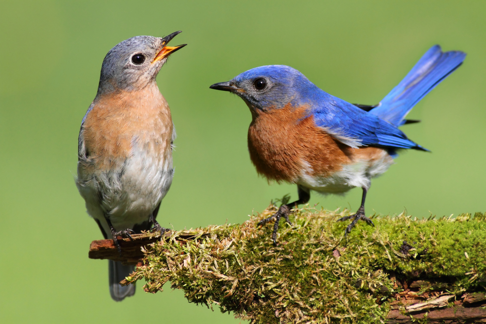 Types Of Bluebirds Found In The United States With Pictures