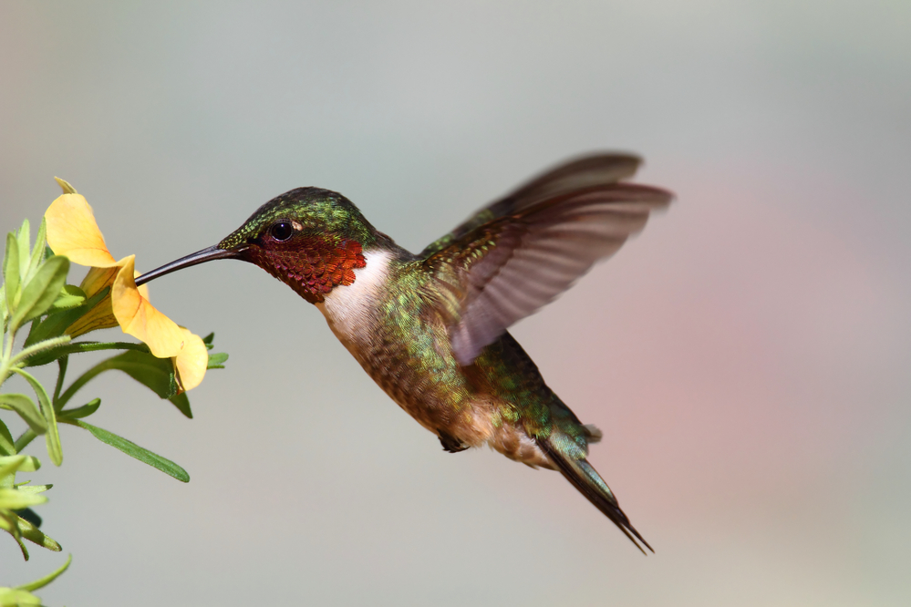 types of hummingbirds in west virginia