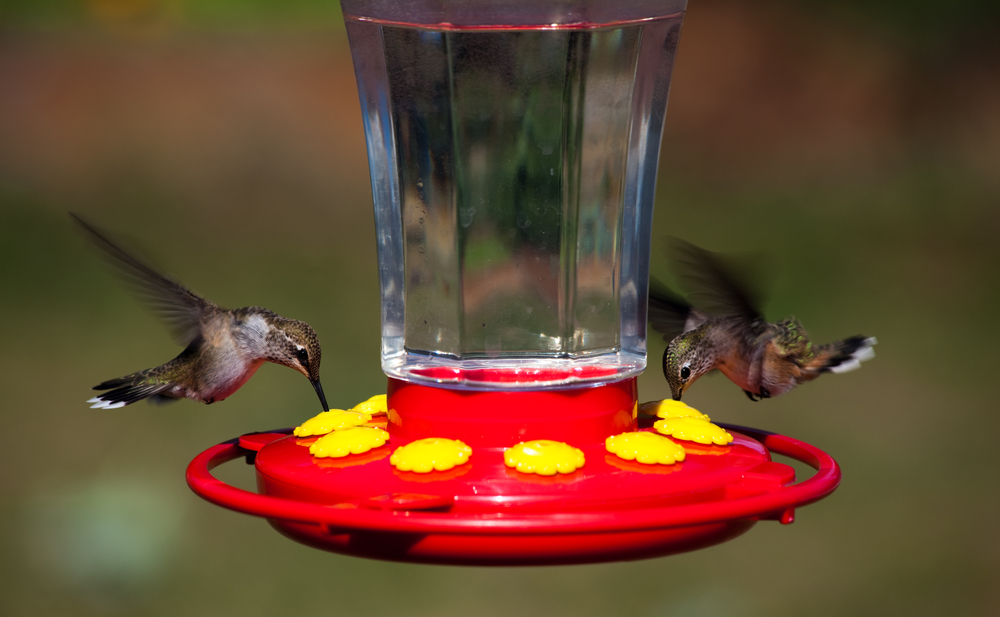 Hovering Hummingbirds