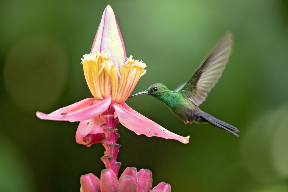 hummingbird drinking nectar out of flower