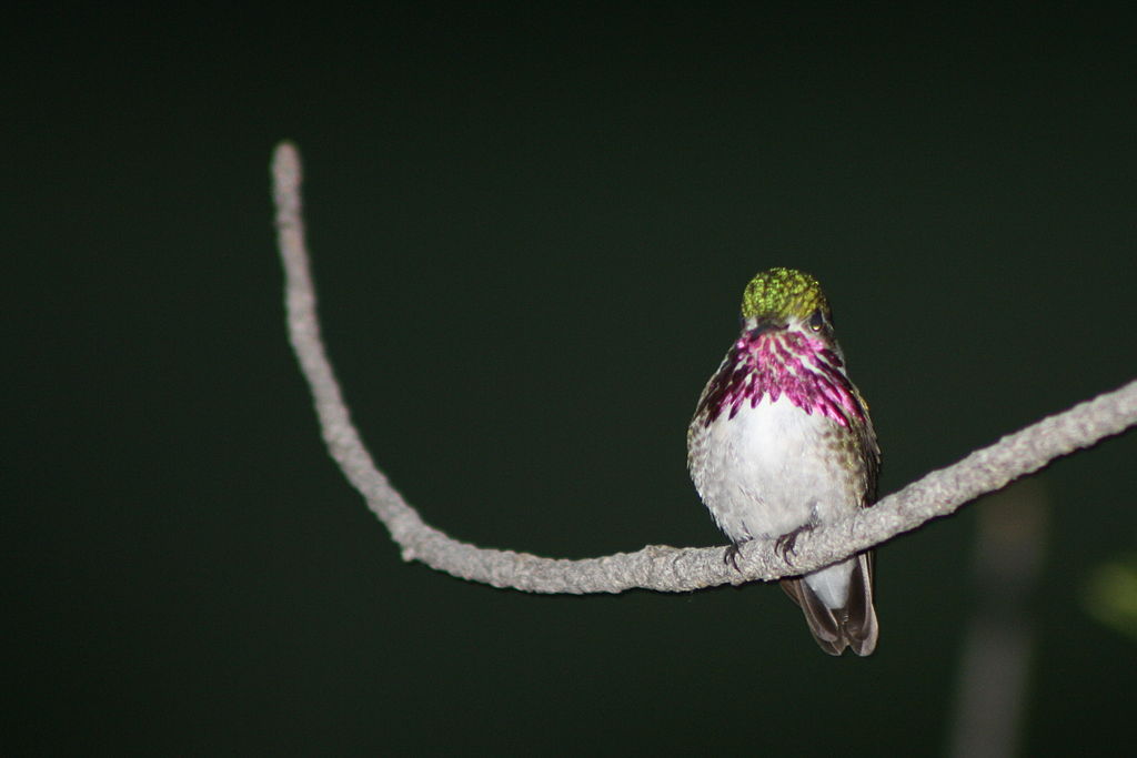 selasphorus calliope