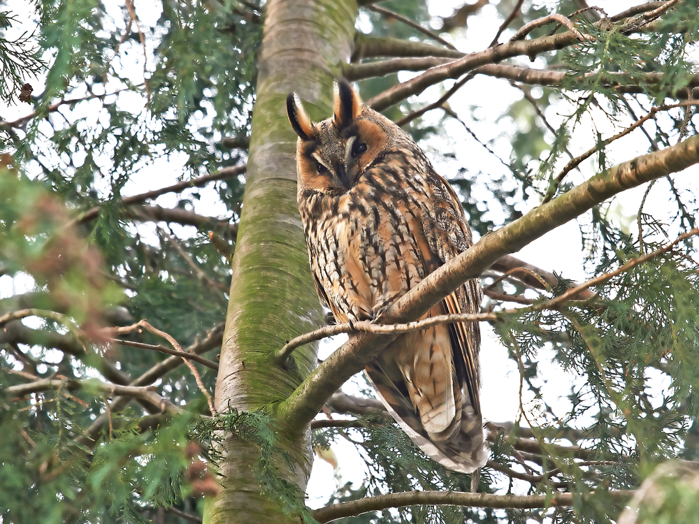 Long Eared Owl