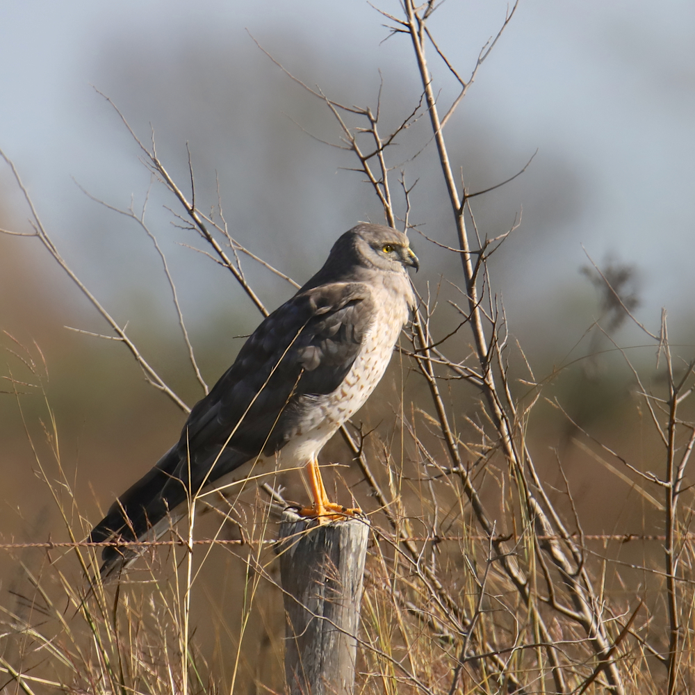 7 Types of Hawks in Georgia (Species Guide + Pictures) - Birdwatching Tips