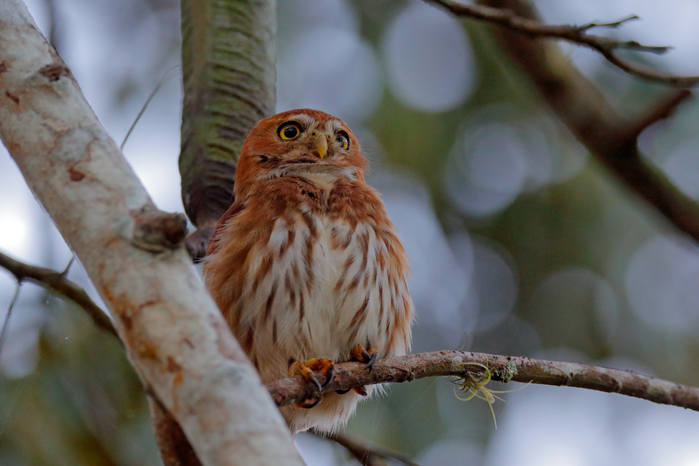 burrowing-owl-the-texas-breeding-bird-atlas