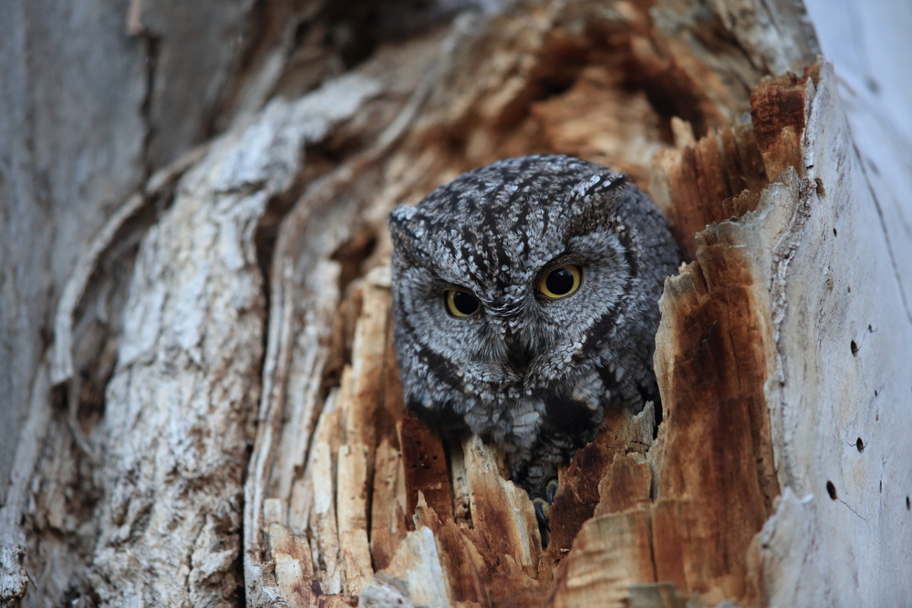 Western Screech-owl, (Megascops kennicottii)