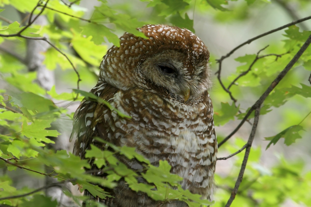 Spotted Owl (Strix occidentalis lucida)