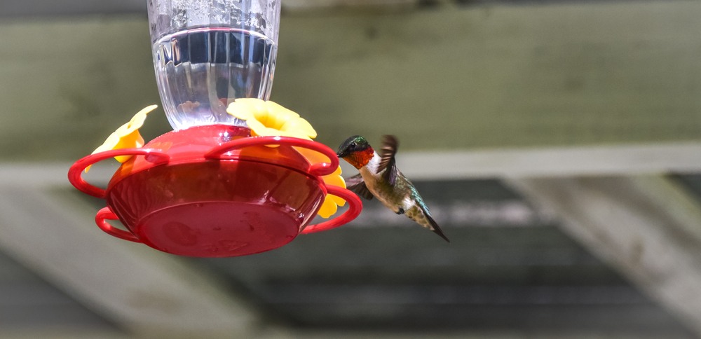 Archilochus colubris feeding