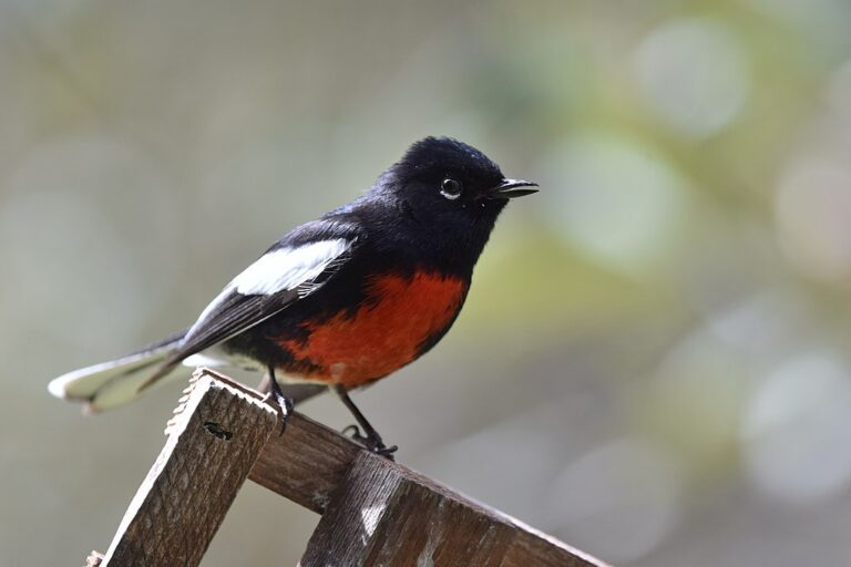 15 Types of Red Breasted Birds (Species Guide) Birdwatching Tips