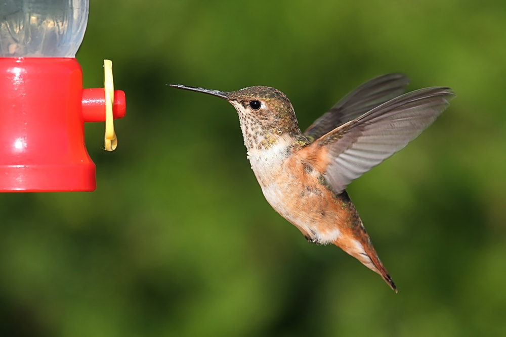 Allens Hummingbird (Selasphorus sasin)