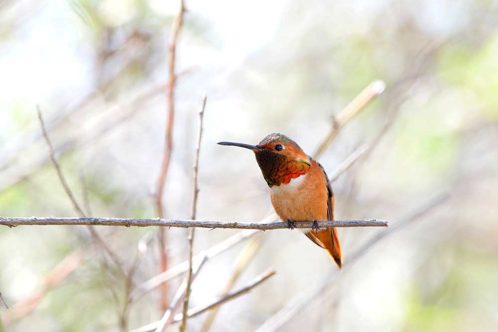 Allen’s Hummingbird - Selasphorus Sasin