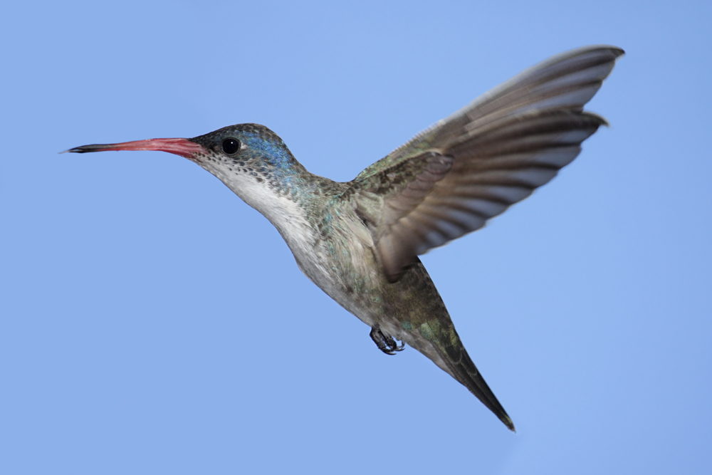 Violet-crowned Hummingbird (Amazilia violiceps)