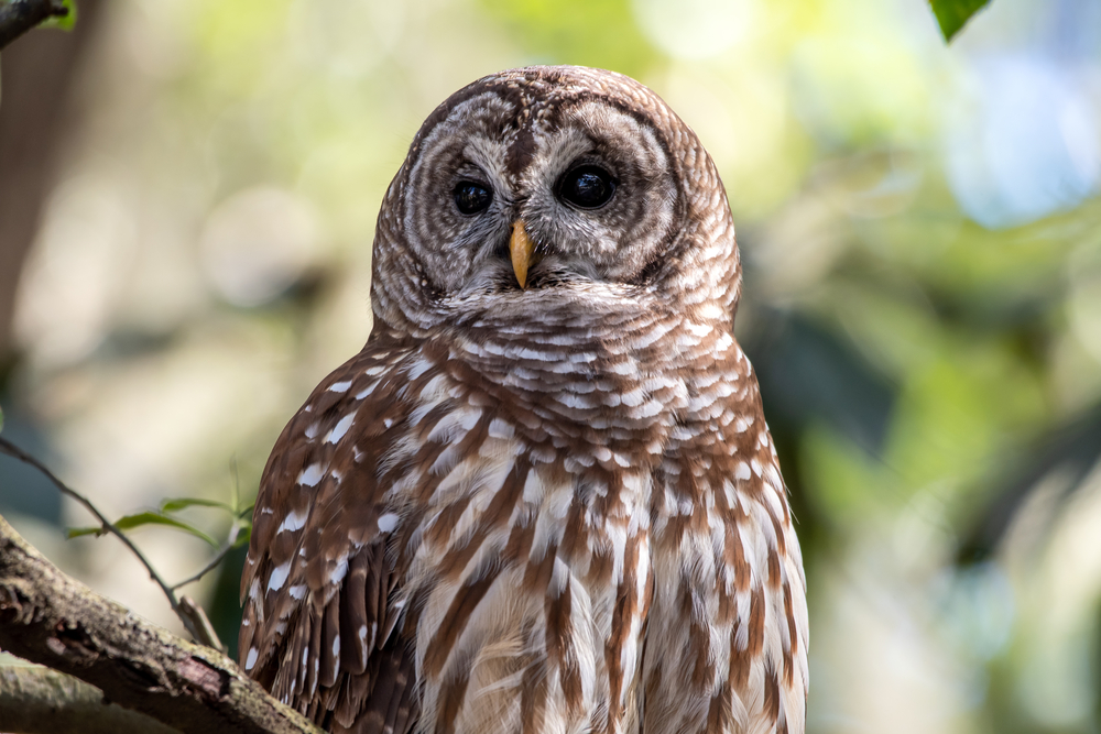 Barred Owl - Strix varias