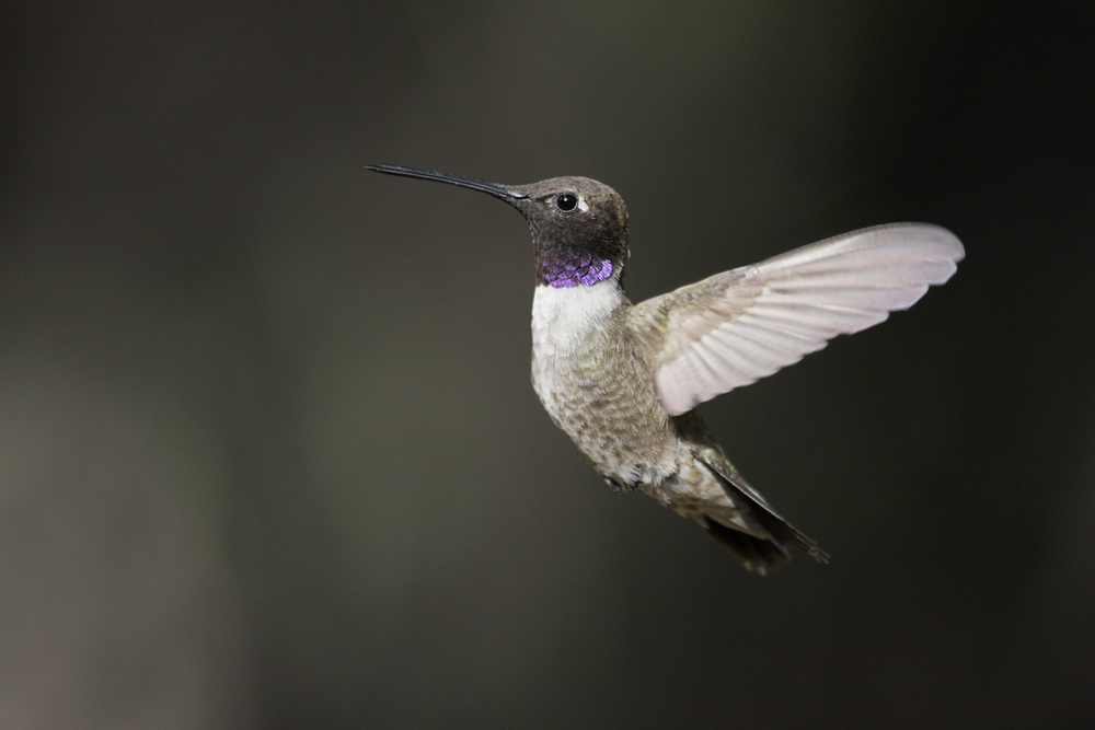 Black-chinned Hummingbird (Archilochus alexandri)