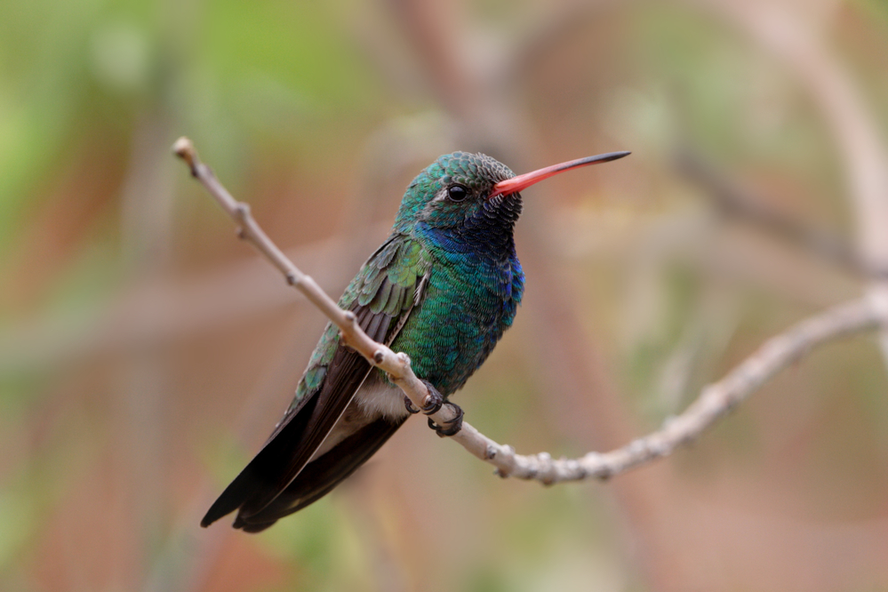 Broad-Billed Hummingbird - Cynanthus Latirostris